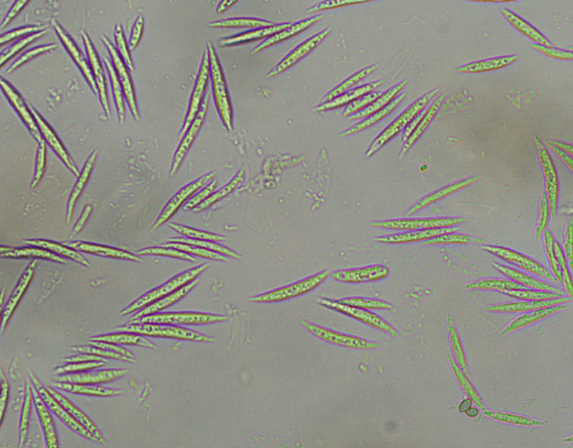 ANT003 polar microalgae